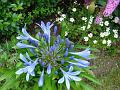 2011-0712-1340_Agapanthus_18,7C